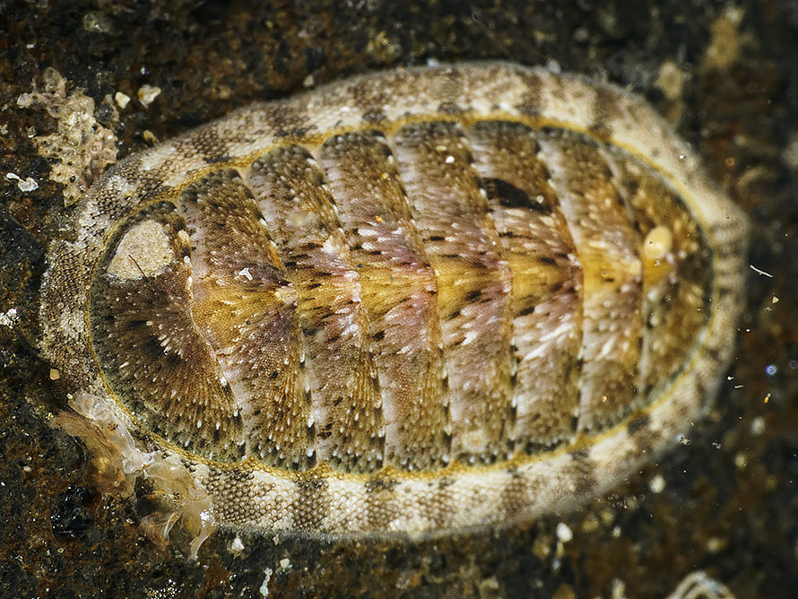 Chiton  14